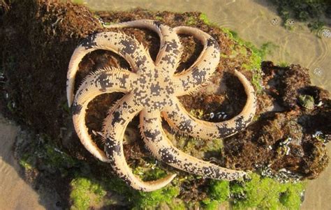 19 Bizarre And Beautiful Starfish Species With Images