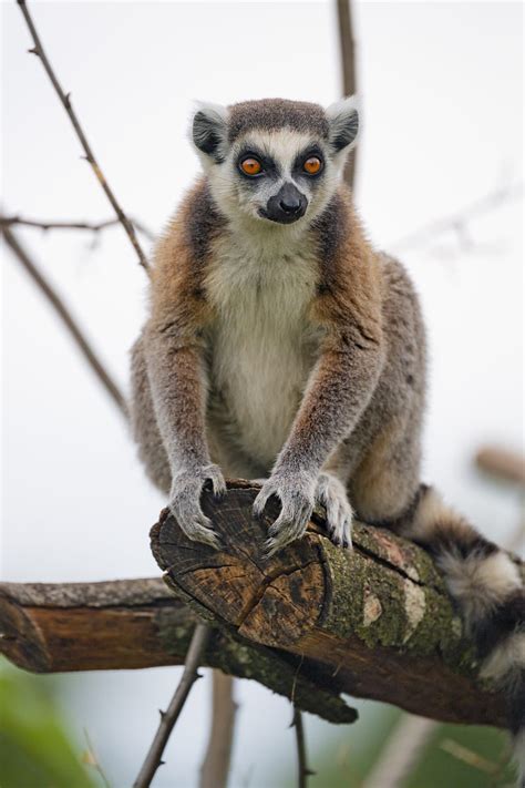 Lemur Animal Glance Funny Tree Hd Phone Wallpaper Peakpx
