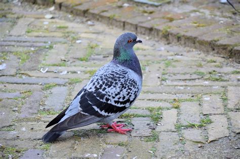 Pigeon Free Stock Photo Public Domain Pictures