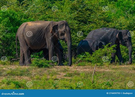 Asian Elephants At Yala National Park In Sri Lanka Stock Image Image Of Blue National 274459793