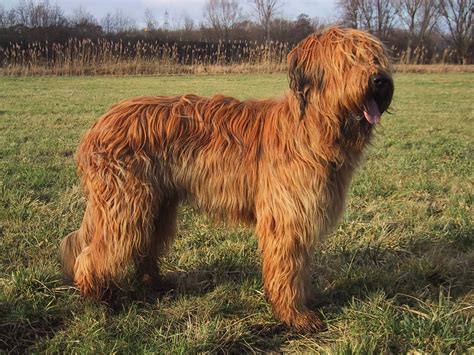 Briard All Big Dog Breeds