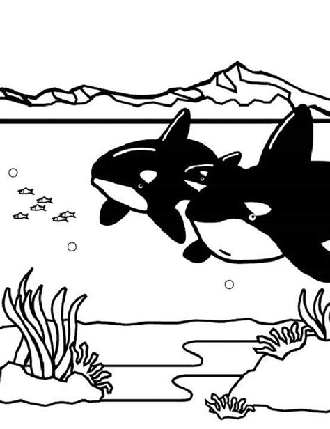 Orca whale coloring pages are a fun way for kids of all ages to develop creativity, focus, motor skills and color recognition. Two Killer Whales Orca On Hunting Coloring Page - Download ...