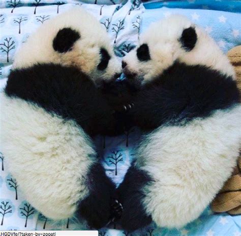 These Adorable Baby Pandas In Atlanta Need New Names And You Can Vote
