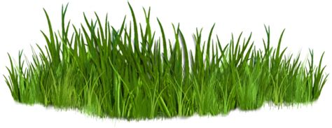Grass Clipart 0 Wikiclipart