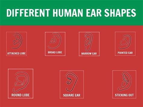 The 7 Types Of Earlobes And The Secrets They Reveal About Your Personailty