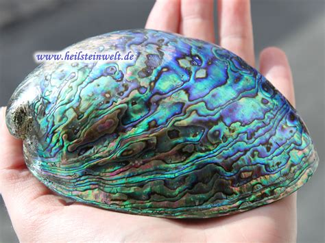 Das sporenpulver ist weiß bis blass lehmfarben. Heilsteinwelt | Abalone - Paua Muschel | Heilsteine kaufen ...