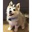 Cute Pomsky Kaya  Puppy Pictures