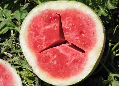 Tactics For Successful Seedless Watermelon Production Growing Produce