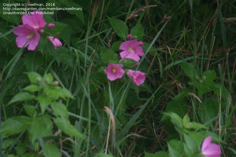 Plant Identification Closed Wetland Flower Id 1 By Neefman