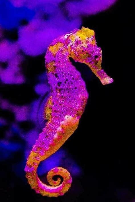 20 Colorful Seahorses That Will Make Your Jaw Drop In 2020 Beautiful