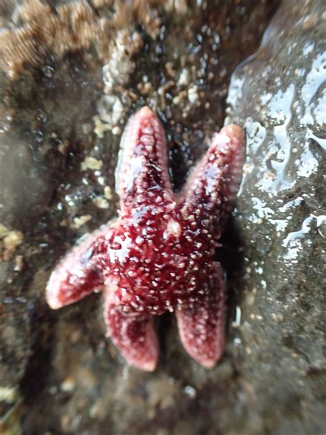 Common Sea Star From Kings County Ns Canada On February 28 2021 At