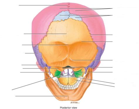 Centrally the flat or squamous part of occipital bone is the main structure in this view of the skull. Bones of the Skull (Posterior View)