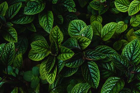 Wallpaper Leaves Green Bushes Carved Dark Plant Hd Widescreen