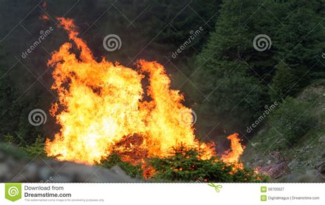 Coniferous Forest In Fire Stock Image Image Of Flame 56705627
