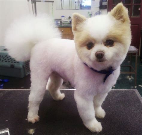 Took and old fence, put it behind the tub and attached some wrought iron plant hangers to hold the towels. 17 Best images about pomeranians on Pinterest | Cutest dogs, Mini pomeranian and Pomeranian haircut