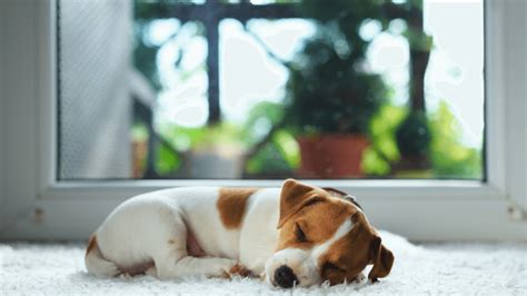 3 Key Tips Caring For Your New Puppy Homedna