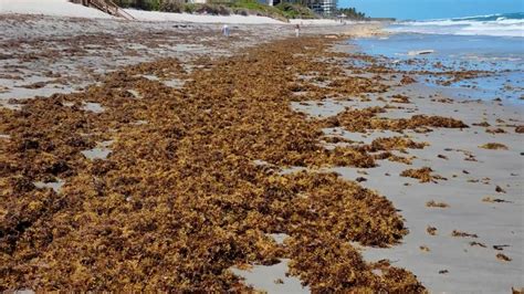 Giant Seaweed Patch Expected To Hit Gulf Coast Beaches