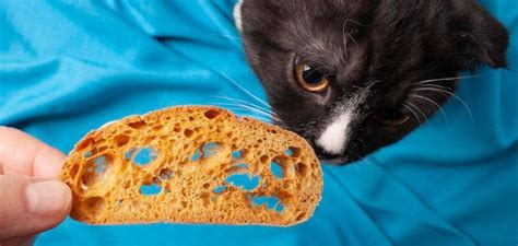 Can Cats Eat Bread It Depends But Keep The Bread Dough Away From Your