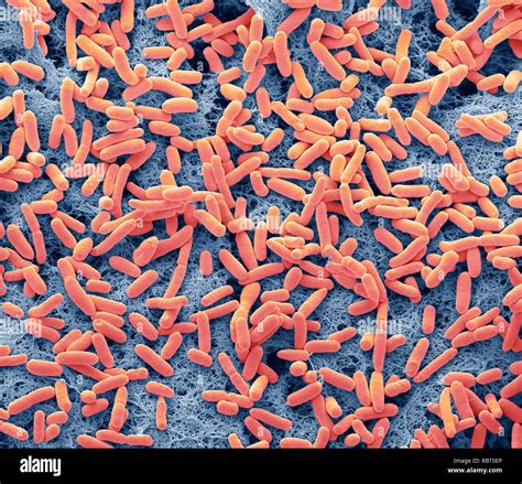 Li Bacteria Coloured Scanning Electron Micrograph Of The Rod
