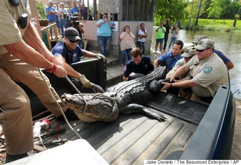 Killer Alligator Killed In Eastern Texas Huffpost