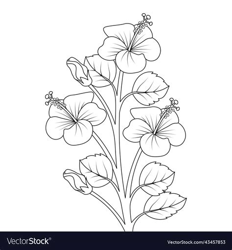 Hibiscus Flower Sketch Of Pencil Line Drawing Vector Image