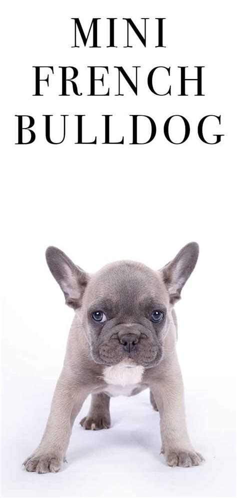 The most honest dog breed review you'll ever find about french bulldog temperament, training, personality, behavior, pros and cons. Micro Mini French Bulldog Size | Goldenacresdogs.com