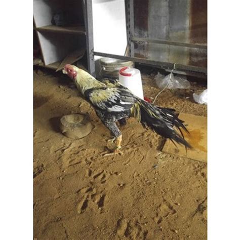 Male Fighter Cock At Rs 10000piece In Hosur Id 19591614830