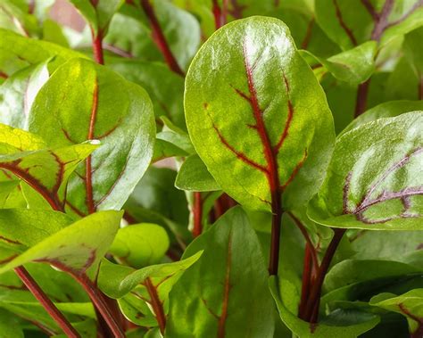 How To Grow Sorrel A Complete Guide And Growing Tips Yates Australia
