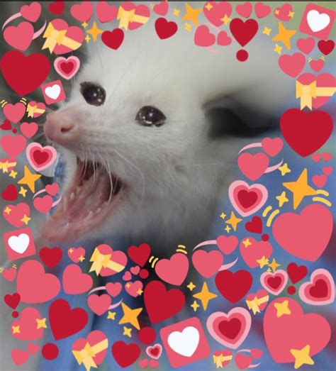 Possum Heart Emoji Memes Know Your Meme