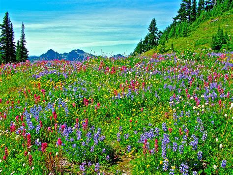 Wildflowers On Alta Vista Trail In Mount Rainier National Park