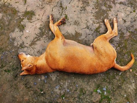 imagen invertida de un perro durmiendo en el suelo hd foto de archivo imagen de obediencia