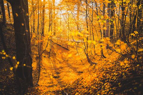 2841x1988 Autumn Wood Wooden Bridge Forest Leaves Nature Hd
