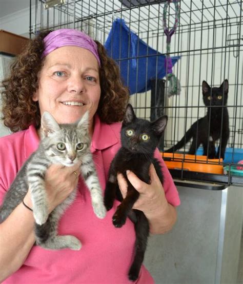 Rspca Shoalhaven Shelter Needs To Re Home Cats South Coast Register