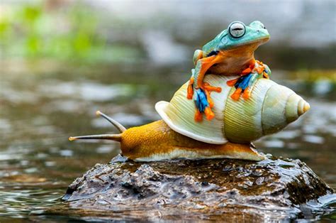 Hitch Hiking Frog Takes Slow Ride On Snail