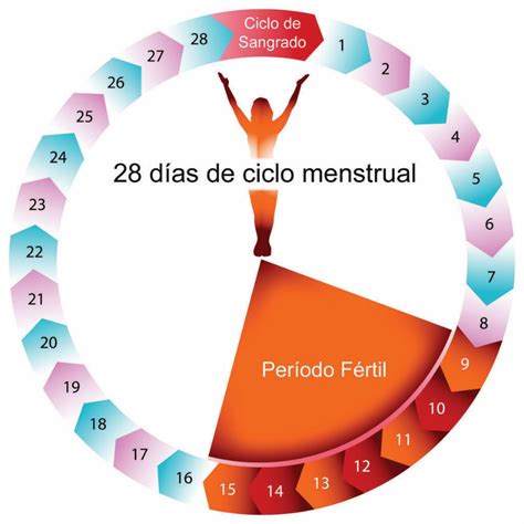 ¿qué es la ovulación y como se calcula los días fértiles dinter