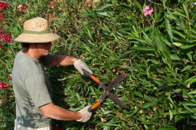 Start immergrüne gehölze oleander oleander schneiden in 6 schritten | rückschnitt im frühling. Oleander schneiden » Anleitung, Schnitttechniken und ...