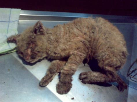 25 Lovely What Does Mange Look Like On A Cat Demodectic Mange