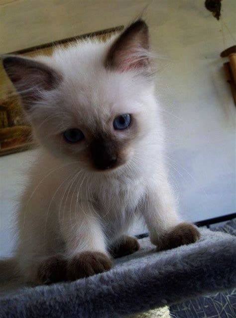 Find cats and kittens wanted, to adopt, and better than craigslist. Kittens For Free Near Me Kitten's Joy Stallion | Siamese ...