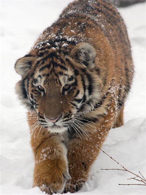 Fileamur Tiger Panthera Tigris Altaica Cub Walking 1500px