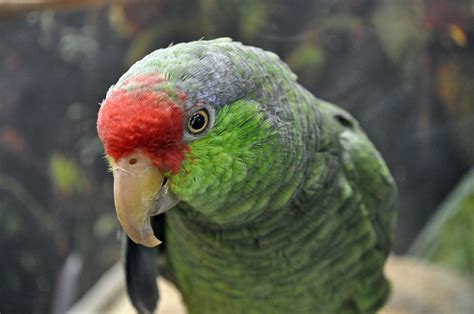Green Cheeked Amazon Parrot Bird Species Profile