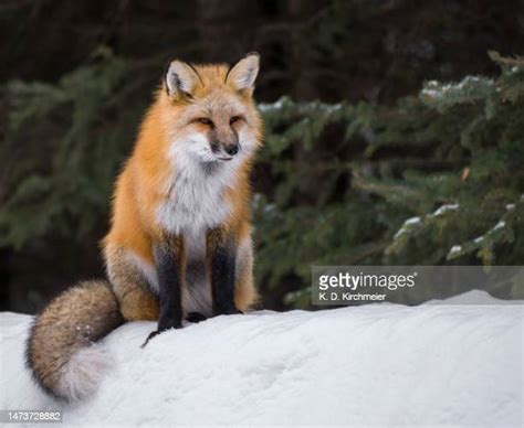 Red Fox Sitting Photos And Premium High Res Pictures Getty Images