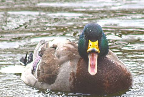 Angry Duck Funny Stock Photos Pictures And Royalty Free Images Istock