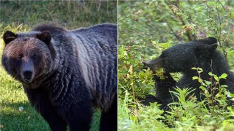 Grizzly Bears Vs Black Bears Whats The Difference Theyre Both