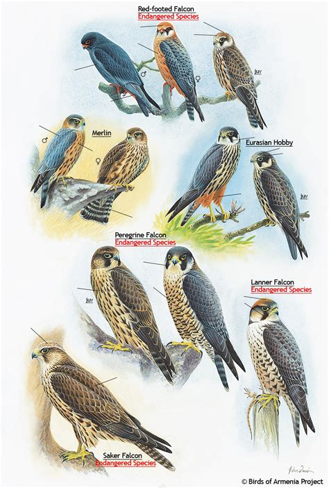 The falcon punch is an obvious example of startup lag, link's dair is one of windup lag. Plate 12 - Falcons, Merlin and Hobby - A Field Guide to ...