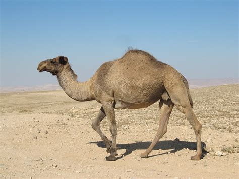 Desert Dromedary Animals Free Photo On Pixabay Pixabay