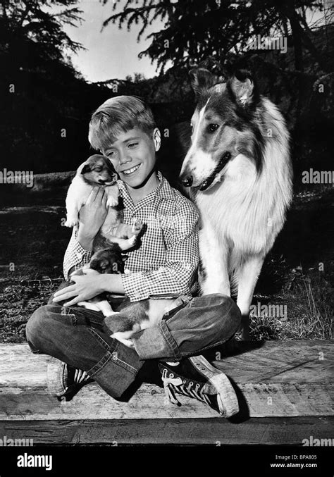 Lassie Dog Film High Resolution Stock Photography And Images Alamy