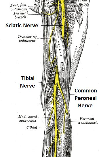 Popliteal Vault