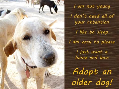 Adopt An Older Dog Older Dogs Dogs Animal Rescue