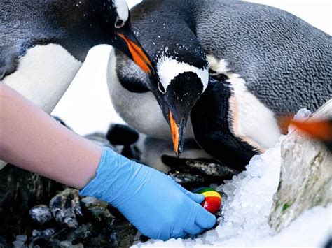 Same Sex Penguin Couple Welcome Their First Adopted Chick At Sea Life London Express And Star