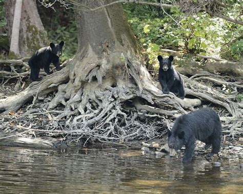 Bear sightings are on the rise in Warren County | News, Sports, Jobs